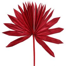 Palmspear Sun Red 30db