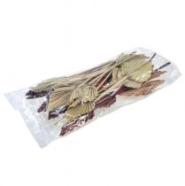 tételeket Palmspear mini vegyes Marokkó 30 db