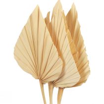 tételeket Pálmalándzsa pálmalevél természetes dekoráció fehérítve 12,5×38 cm 4db