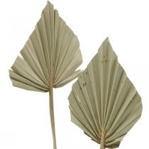 tételeket Mini pálma lándzsa, száraz virágkötő, adventi dekoráció, emléknapok natúr H33-34cm SZ7-9cm 4 db