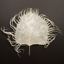 tételeket Pálmalevelek szárított, fehérített díszlevelek 45cm 5 db