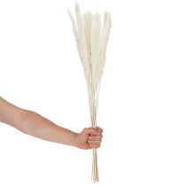 tételeket Pampa fű szárított virágok fehérítve 70cm 15db