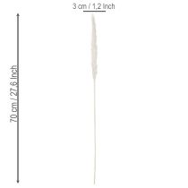tételeket Pampa fű szárított virágok fehérítve 70cm 15db