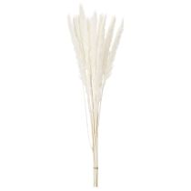 tételeket Pampa fű szárított virágok fehérítve 70cm 15db