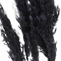 Pampa fű fekete 65-75cm száraz fű natúr dekoráció 6db