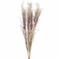 Pampas fű krém, ibolya Műszárított virágok 3db