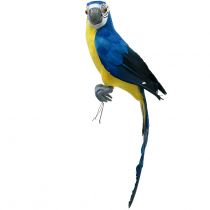 Dekoratív papagájkék 44cm