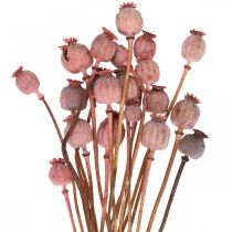 tételeket Dry Deco mák kapszula rózsaszín mák színű szárított virágok 75g