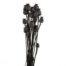 tételeket Szárított virágok mák kapszula szárított Black Papaver 80g