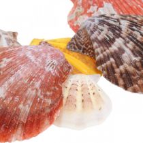 Fésűkagyló, tengeri dekoráció, színes fésűkagyló H4,5-8cm 1kg