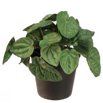 tételeket Peperomia Green Twist - Robusztus, dekoratív szobanövény 20 cm-es cserépben