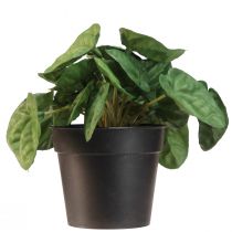 tételeket Peperomia Green Twist - Robusztus, dekoratív szobanövény 20 cm-es cserépben