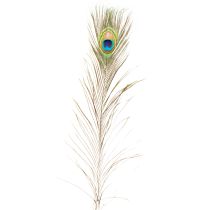 tételeket Pávatoll dekoráció, igazi madártoll, hosszú 75-85cm, 8 darab