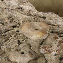 tételeket Ültetvény öntvény kő fatörzs gombákkal 36×18×12,5cm