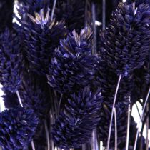 tételeket Phalaris Violet szárított díszfű 50-55cm 100g