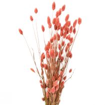 Phalaris rózsaszín fényes fű szárított száraz dekoráció 70cm 75g