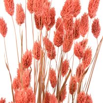 Phalaris rózsaszín fényes fű szárított száraz dekoráció 70cm 75g