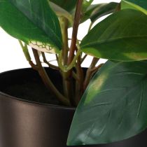 tételeket Philodendron Scindapsus fazékkal, könnyen kezelhető - ideális irodai és otthoni használatra 32cm