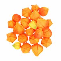 tételeket Physalis Orange Vegyes 22db Dekoratív művirágkehely