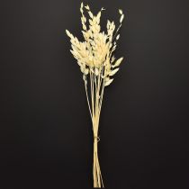 tételeket Laposfülű Chasmantium Champagne 70cm 10 db