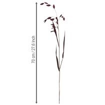 tételeket Laposfülű száraz fű Chasmantium lila 70cm 10 db