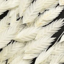 tételeket Laposfülű száraz fű Chasmantium White 70cm 10 db