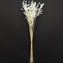 tételeket Laposfülű száraz fű Chasmantium White 70cm 10 db