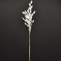tételeket Laposfülű száraz fű Chasmantium White 70cm 10 db