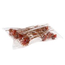 tételeket Plumosum 1 Narancs 25 db