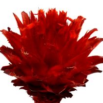 Plumosum 1 Piros 25db