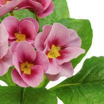 Primroses Művirágok Cowslips Pink H25cm