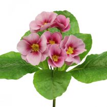 Primroses Művirágok Cowslips Pink H25cm