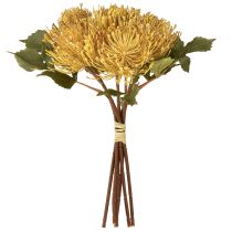 tételeket Protea művirág Leucospermum tűpárna sárga 30cm 6 db