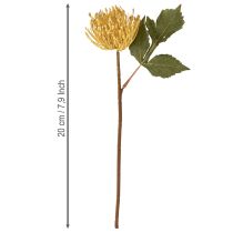 tételeket Protea művirág Leucospermum tűpárna sárga 30cm 6 db