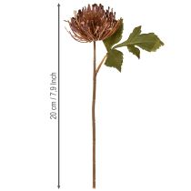 tételeket Protea mű tűpárna Leucospermum lila 30cm 6 db