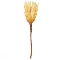 tételeket Protein szárított Repens krém 1. választás 10-12cm 25 db
