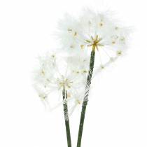 tételeket Műréti virág óriás pitypang fehér 57cm