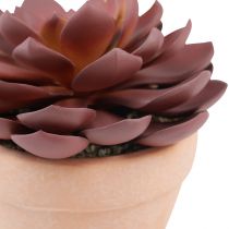 tételeket Zamatos növény cserépben Echeveria művörös Ø15cm