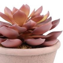 tételeket Zamatos növény cserépben Echeveria mesterséges vörös évjárat Ø15cm H16cm