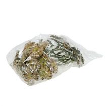 tételeket Repens rozetta zöld matt 8cm - 9cm 25 db