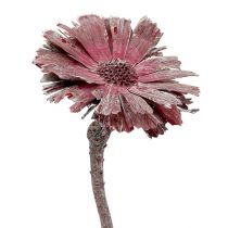 tételeket Protea rozetta hanga matt Ø8-9cm 25db