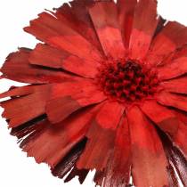 tételeket Repens Rosette Red 8cm - 9cm 25 db