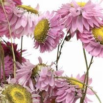 tételeket Szalmavirág szárított virágok rózsaszín akroklinium csokor 20g