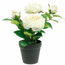 tételeket Bazsarózsa cserépben, romantikus dekoratív rózsa, krémfehér selyemvirág