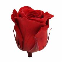 Infinity rózsák nagy Ø5,5-6cm piros 6db