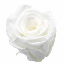 Tartósított rózsa közepes Ø4-4,5cm fehér 8db