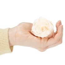 tételeket Rózsafejek, tartósított virágok elegáns virágdíszekhez, 5 cm, 6 darab