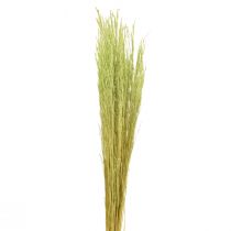 tételeket Hajlított fű Agrostis Capillaris Dry Grasses Green 65cm 80g