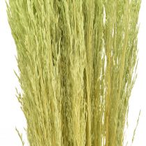 Hajlított fű Agrostis Capillaris Dry Grasses Green 65cm 80g