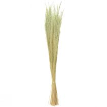 tételeket Hajlított fű Agrostis Capillaris Dry Grasses Green 65cm 80g